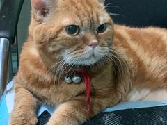 -北京赛佳动物医院