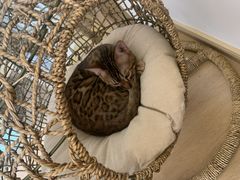 -猫腻·猫咖·撸猫馆(星光大道店)