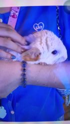 -Zoolung Zoolung动物主题公园(海信广场店)