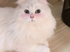 -长藤鬼校(龙翔店)