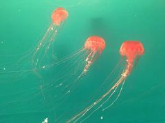 -多彩贵州城极地海洋世界