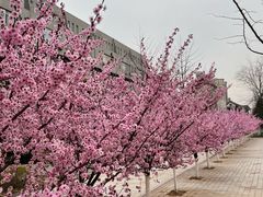 -山东师范大学(千佛山校区)