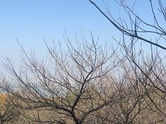 -香雪海