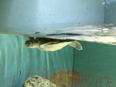 -悉尼海洋生物水族馆