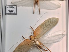 -烟台市博物馆