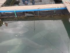 -蓝湾碧波·老字号·疍家非遗海上餐厅
