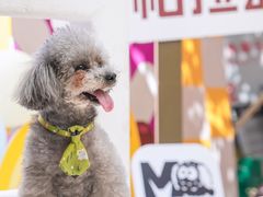 -帕帕拉兹宠物(亚洲旗舰店)