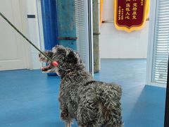 -派美特宠物医院·核磁CT·骨科肿瘤·疑难转诊(沈农禾丰店)
