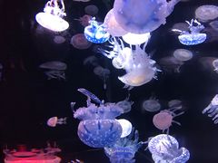 -烟台海昌鲸鲨海洋公园