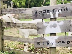 -前小桔亲子创意农场·草莓采摘·露营烧烤