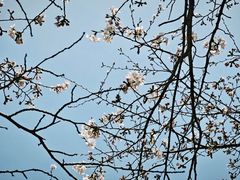 -高东镇樱花园