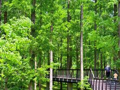 -黄海国家森林公园