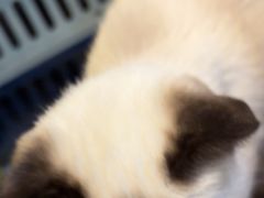 -平行世界·猫咖(首经贸店)