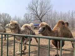 -秦皇岛野生动物园