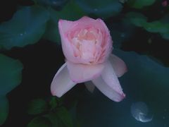 -西安市长乐公园