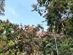 -火炉山森林公园