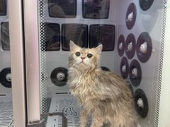 -FAELING PETS美天灵宠物(富力广场店)