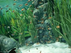 -上海海洋水族馆