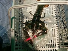 大龙虾-盒马鲜生(杭州运河上街店)