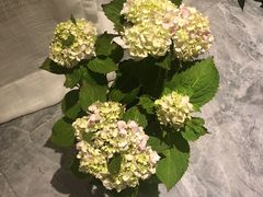 -秦美花卉(天朗·莱茵小城2期店)