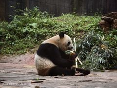 -中国大熊猫保护研究中心雅安碧峰峡基地