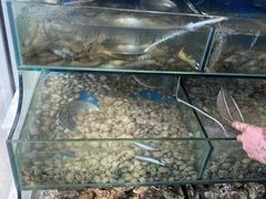 -仙螺岛海鲜自助餐厅(总店)