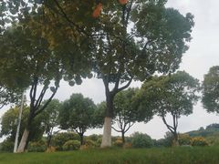 -羊山湖公园
