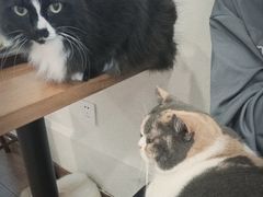 -有猫主题·治愈系猫咖(曾厝垵店)