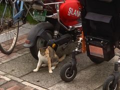 -山野的朋友露营炭火烤肉