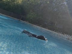 -汪说喵讲宠物乐园宠物酒店(红星美凯龙店)