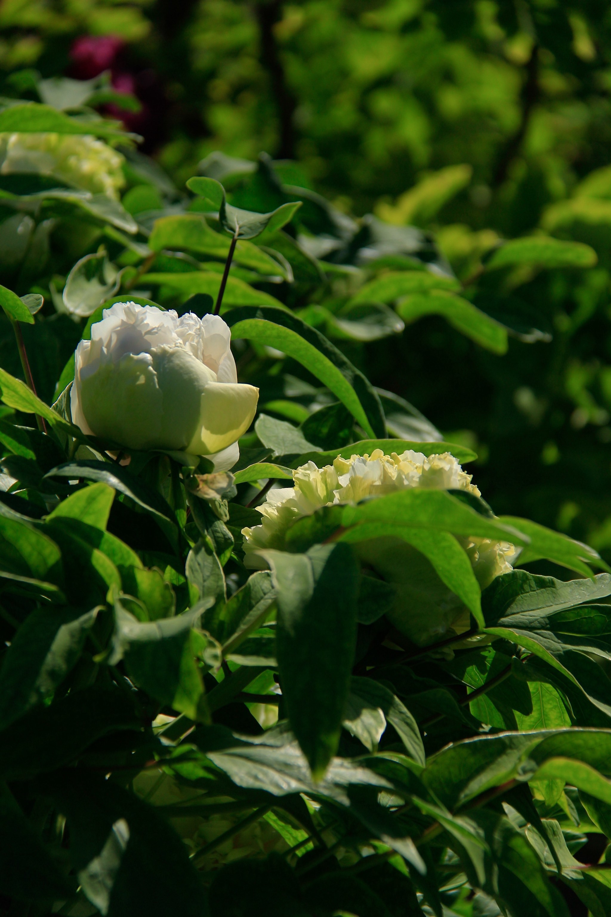 27景山绿幕隐玉牡丹盛开