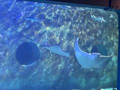 -大连圣亚海洋世界