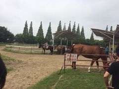 上海太阳岛度假酒店-太阳岛度假酒店