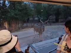 -清迈夜间动物园