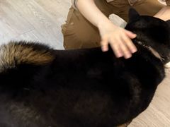 -柴迷FANS CLUB·柴犬狗咖·猫咖