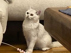 -东方名猫馆·英短金渐层布偶猫舍(环线广场1号楼店)