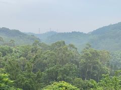-东莞市大岭山森林公园