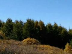 -苏木山森林公园