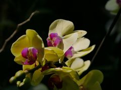 -西双版纳原始森林公园