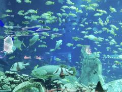 -亚特兰蒂斯•OSSIANO奥西亚诺海底餐厅