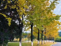 -铁山坪森林公园