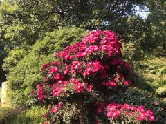 -杭州植物园