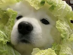 -多嘴超级肉蟹煲(蕾莎店)