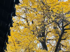 -扬州狮子楼·非遗淮扬菜(东关街店)