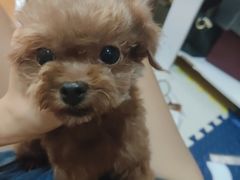 -爱宠屋pet shop·宠物洗澡·宠物美容