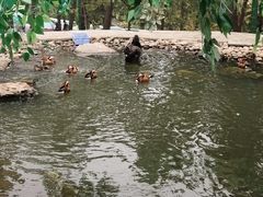 -西霞口神雕山野生动物世界