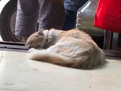 -啊马英豌豆粉