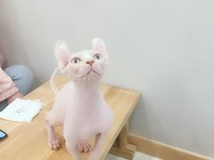 -飞行喵MR PILOT|猫舍·猫咖(静安大融城店)