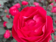 -人民公园(罗湖区)