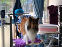 -宠颐生宠物医院·犬猫全科·皮肤科(商业街店)